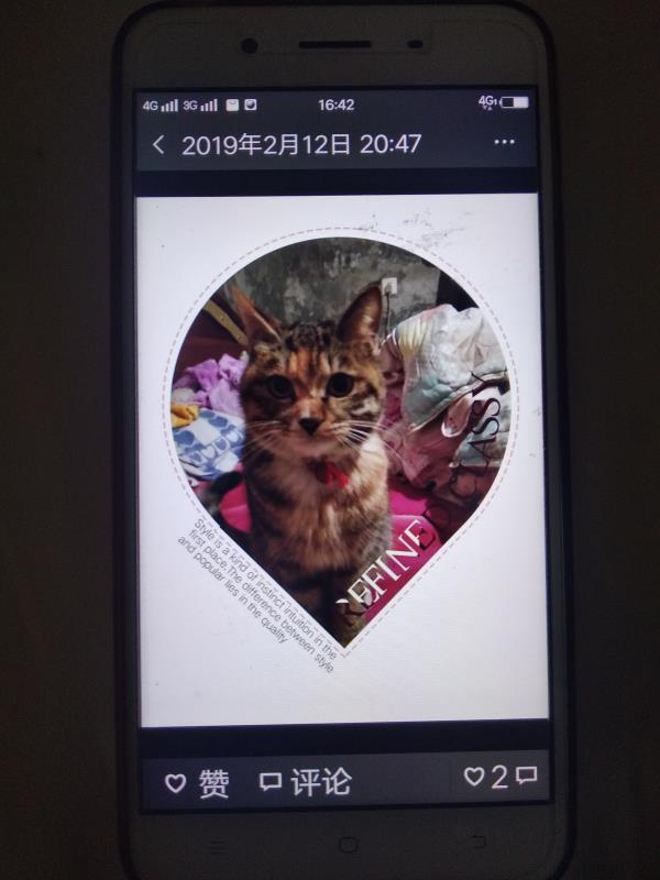 林秀琼微信朋友圈唯一一条动态，是2月12日发布的小猫照片。新京报记者 潘闻博 摄
